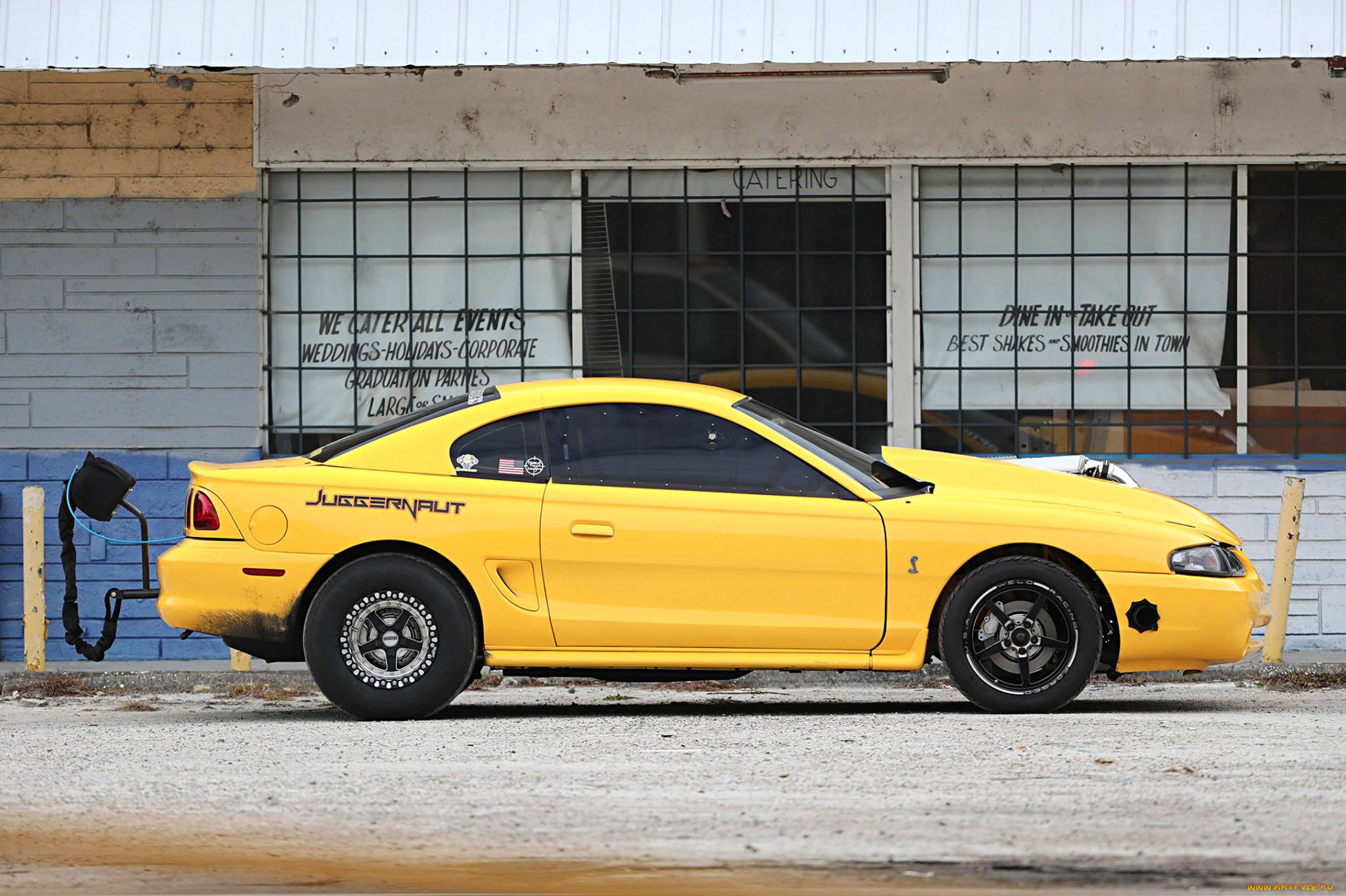 , mustang